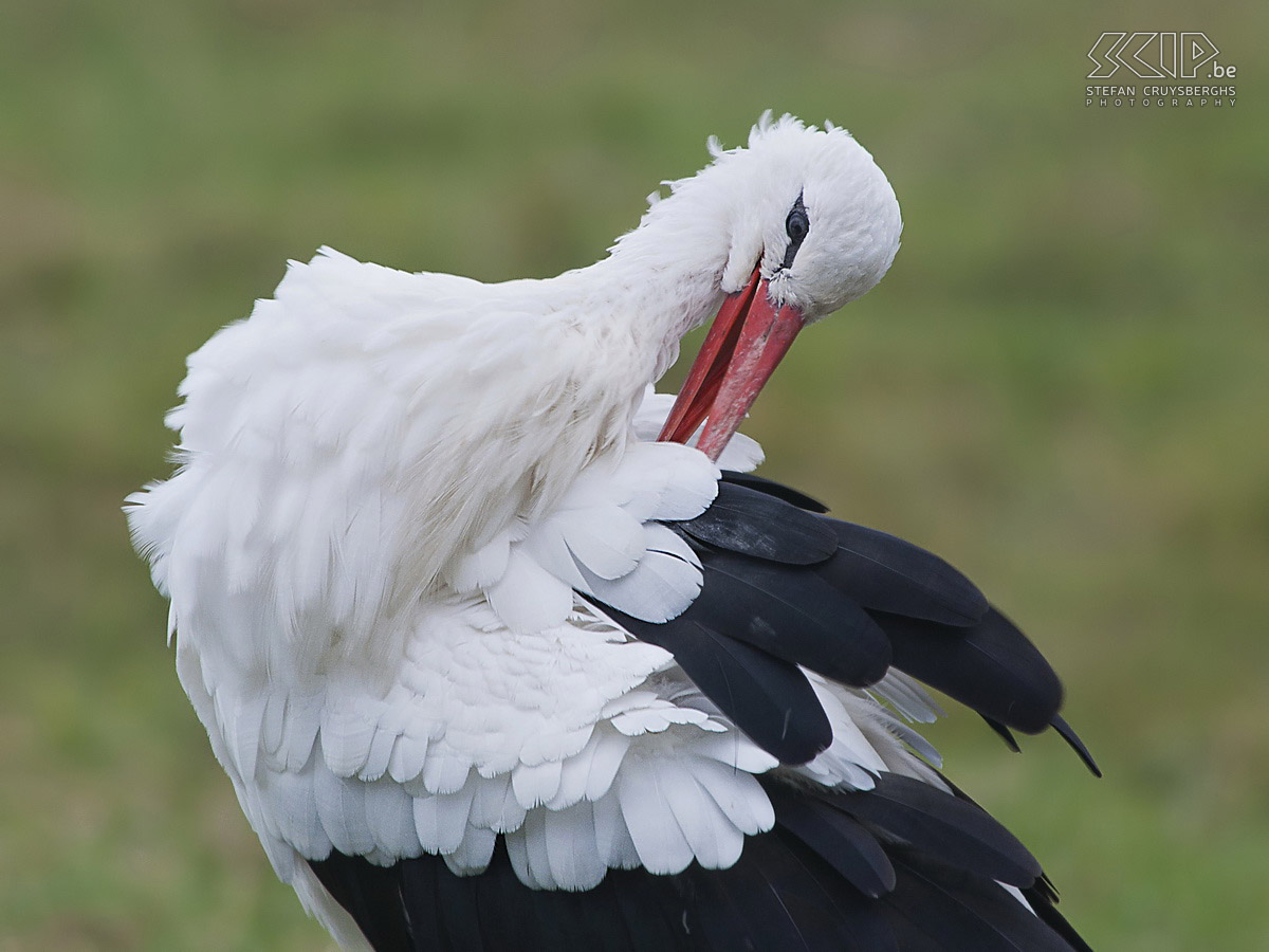 Flamish and Zeelandic coast - Zwin - White stork A day of photographing at the Flamish and Zeelandic coast in Breskens, Cadzand, Knokke and Blankenberge. Stefan Cruysberghs